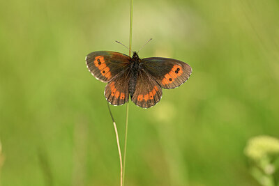 BUITEN BEELD Foto: 449614