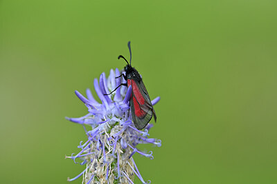 BUITEN BEELD Foto: 449615