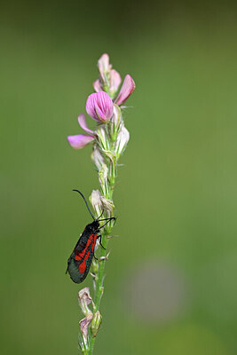 BUITEN BEELD Foto: 449619