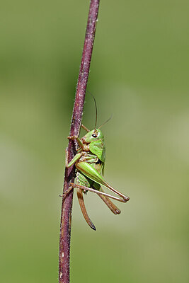 BUITEN BEELD Foto: 449621