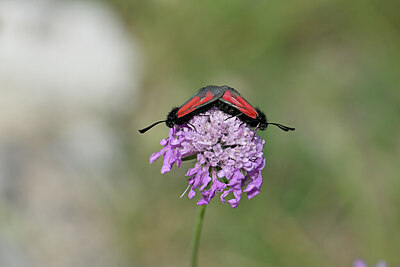 BUITEN BEELD Foto: 449623