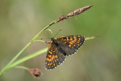 BUITEN BEELD Foto: 449624