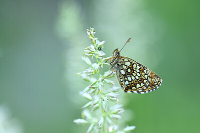 BUITEN BEELD Foto: 449625