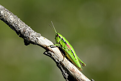 BUITEN BEELD Foto: 449626