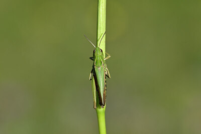 BUITEN BEELD Foto: 449627
