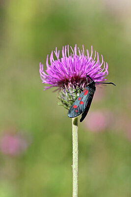 BUITEN BEELD Foto: 449628