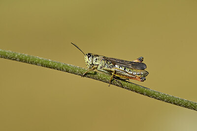 BUITEN BEELD Foto: 449630