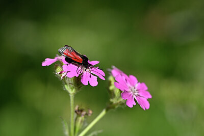 BUITEN BEELD Foto: 449632