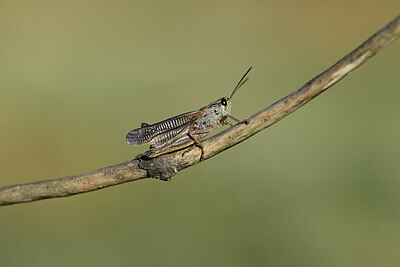 BUITEN BEELD Foto: 449633