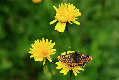 BUITEN BEELD Foto: 449634