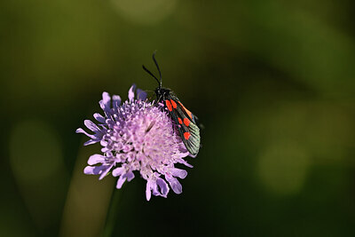 BUITEN BEELD Foto: 449635