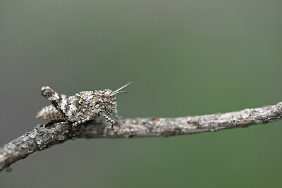 BUITEN BEELD Foto: 449636