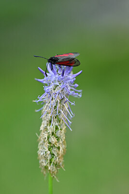 BUITEN BEELD Foto: 449637