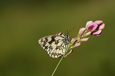 BUITEN BEELD Foto: 449639
