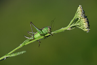 BUITEN BEELD Foto: 449641