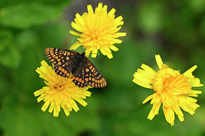 BUITEN BEELD Foto: 449642