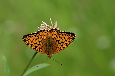 BUITEN BEELD Foto: 449643