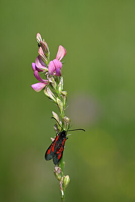 BUITEN BEELD Foto: 449645