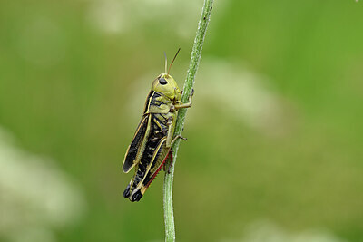 BUITEN BEELD Foto: 449646