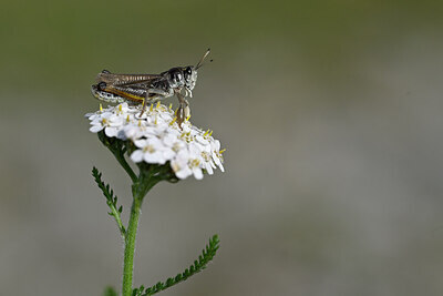 BUITEN BEELD Foto: 449647