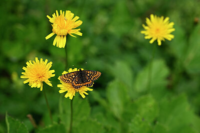 BUITEN BEELD Foto: 449648