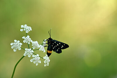 BUITEN BEELD Foto: 449649