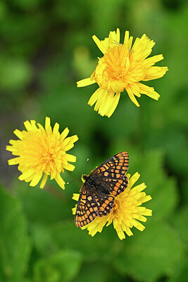 BUITEN BEELD Foto: 449650