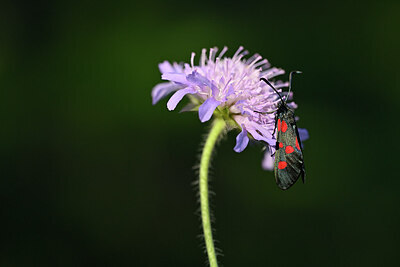 BUITEN BEELD Foto: 449651