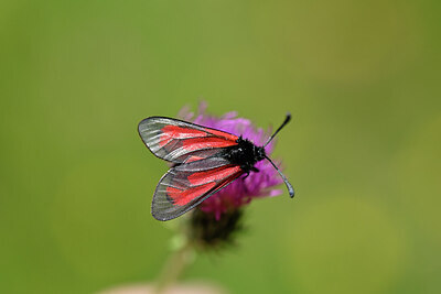 BUITEN BEELD Foto: 449652