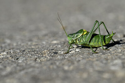 BUITEN BEELD Foto: 449653