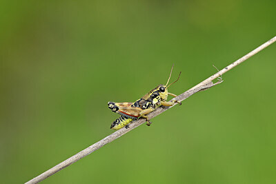 BUITEN BEELD Foto: 449654