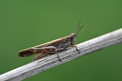 BUITEN BEELD Foto: 449657