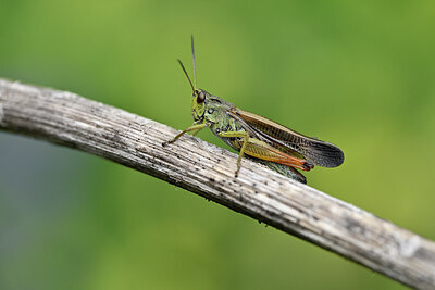 BUITEN BEELD Foto: 449660