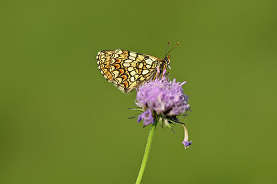 BUITEN BEELD Foto: 449661