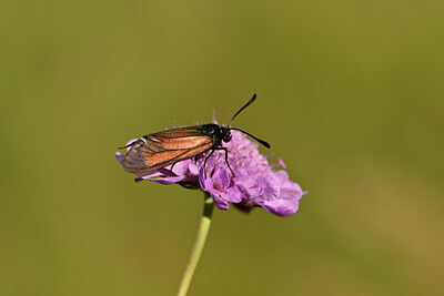 BUITEN BEELD Foto: 449662