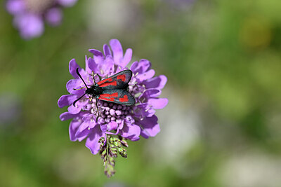BUITEN BEELD Foto: 449664