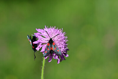 BUITEN BEELD Foto: 449665