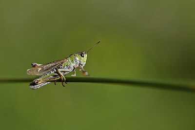 BUITEN BEELD Foto: 449666