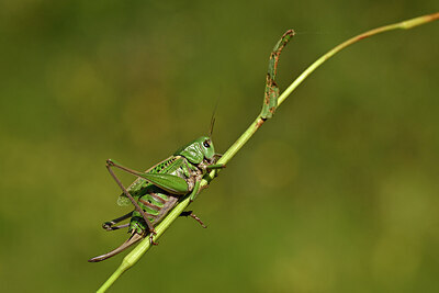 BUITEN BEELD Foto: 449667