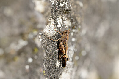 BUITEN BEELD Foto: 449668
