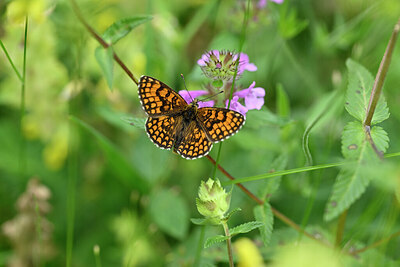 BUITEN BEELD Foto: 449669