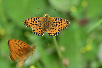 BUITEN BEELD Foto: 449670