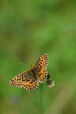 BUITEN BEELD Foto: 449671