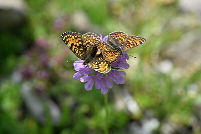 BUITEN BEELD Foto: 449673
