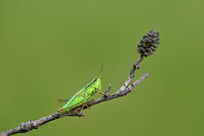 BUITEN BEELD Foto: 449675