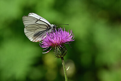 BUITEN BEELD Foto: 449676