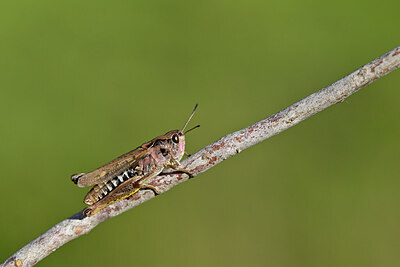 BUITEN BEELD Foto: 449677