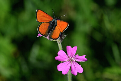 BUITEN BEELD Foto: 449678