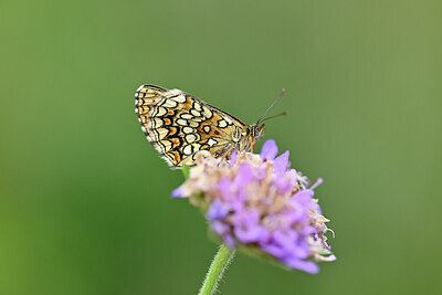 BUITEN BEELD Foto: 449681