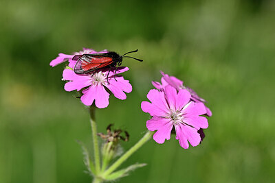 BUITEN BEELD Foto: 449682